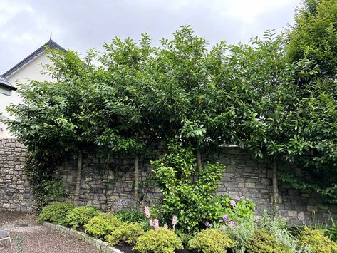 Prunus laurocerasus Novita (Cherry Laurel Novita) - Nangle and Niesen Wholesale Tree Nursery Cork Cherry Laurel Landscaping, Japanese Privet Tree, Portuguese Laurel Tree, Cherry Laurel Tree, Prunus Laurocerasus, Cherry Laurel, Otto Luyken Laurel, Carolina Cherry Laurel, Cherry Laurel Hedge