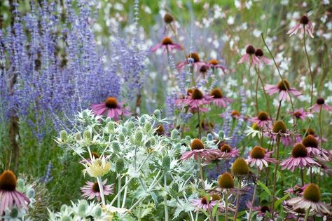 Garden ideas, Border ideas, Plant Combinations, Flowerbeds Ideas, Summer Borders, Echinacea purpurea, Coneflower, Sea Holly,  Eryngium Giganteum, Coneflowers, Pink flowers, Purple flowers, Russian sage, Gaura Russian Sage, Prairie Planting, Prairie Garden, Sea Holly, Meadow Garden, Garden Vines, Gravel Garden, Echinacea Purpurea, Pollinator Garden