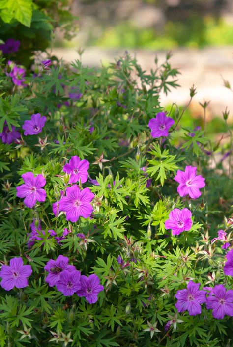 Hardy geraniums (Geranium spp.) are also known as perennial geraniums or cranesbill geraniums. They are adaptable, easy to grow, and bloom for months. #gardeningadvice #houseplanthacks #howtogrow #indoorflowers #plantparenttips #thespruce Perennial Geraniums, Rozanne Geranium, Geranium Care, Cranesbill Geranium, Wild Geranium, Geranium Plant, Green Gardens, Sunny Garden, Hardy Geranium