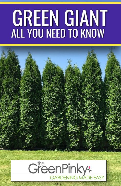 Everything You Need to Know About Green Giant Trees from Care to Spacing. #TheGreenPinky #Arborvitae #GreenGiant Planting Green Giant Arborvitae, Green Giant Arborvitae Privacy, Green Giant Privacy Fence, Arborvitae Green Giant, Emerald Green Arborvitae Privacy Hedge, Arborvitae Companion Plants, Junior Giant Thuja Tree, Thuja Green Giant Privacy Screens, Green Giant Arborvitae Landscaping Ideas