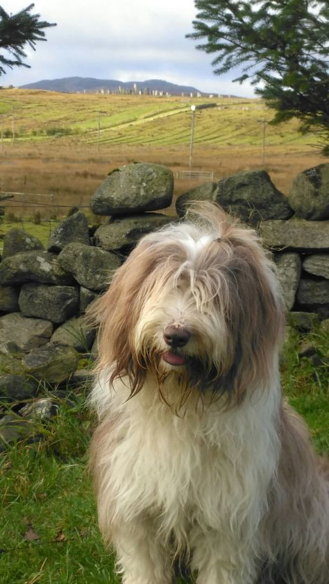 Bearded Collie Puppies, English Dogs, Every Dog Breed, Dog Haircuts, Collie Puppies, Tibetan Terrier, Bearded Collie, Herding Dogs, English Sheepdog