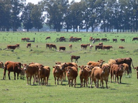 CATTLE. IN A RANCH IN ARGENTINA , #ad, #CATTLE, #RANCH, #ARGENTINA #ad Cattle Rearing, Cattle Ranch, Animals Images, Vector Stock, The Farm, Mammals, Camel, Stock Vector, Stock Images