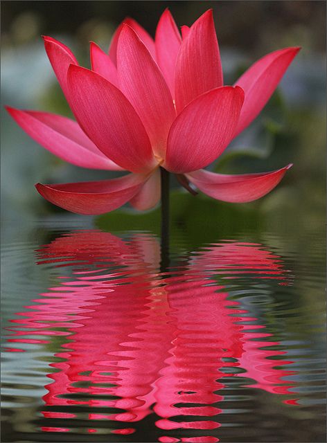 Lotus Blossom---our backyard pond lotus blossoms are white...this is stunning Nymphaea Lotus, Red Lotus, Lotus Blossom, Most Beautiful Flowers, Deco Floral, Exotic Flowers, Water Lilies, Beautiful Blooms, Ikebana