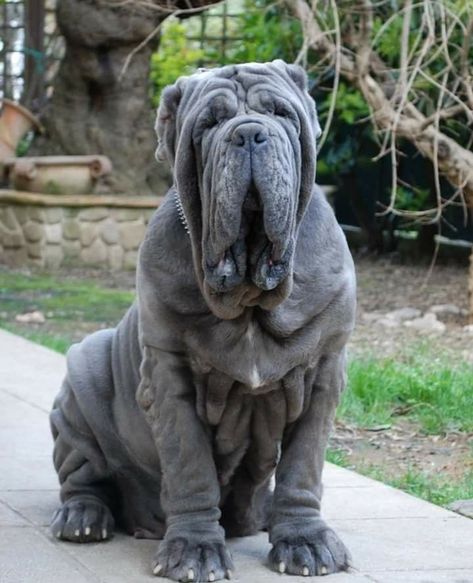 animals pet pets dogs biggest dogs giant dogs huge dogs Dog Breeds Big, Worlds Biggest Dog, Worlds Largest Dog, Mastiff Dog Breeds, Biggest Dog In The World, Neapolitan Mastiff, Biggest Dog, Largest Dog, Tallest Dog