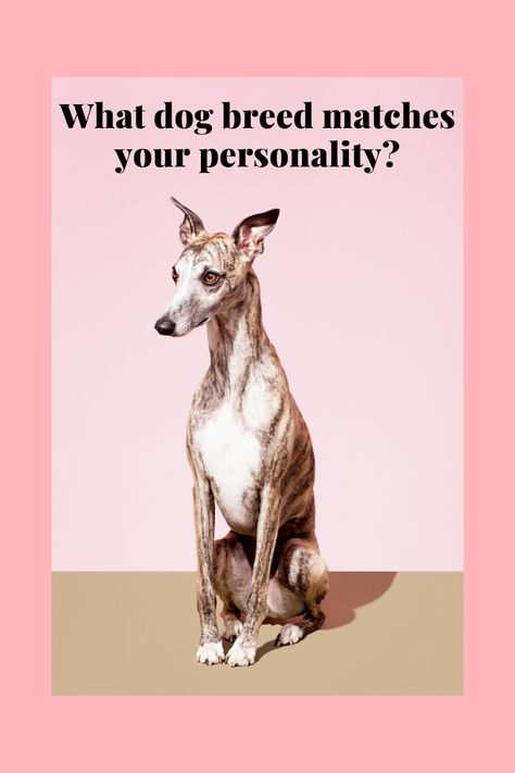 What Dog Should I Get Quiz, Cool Dog Breeds, Golden Retriever Personality, Which Dog Are You, Dog Breed Quiz, Dog Quiz, Unique Dog Breeds, Human Personality, What Kind Of Dog