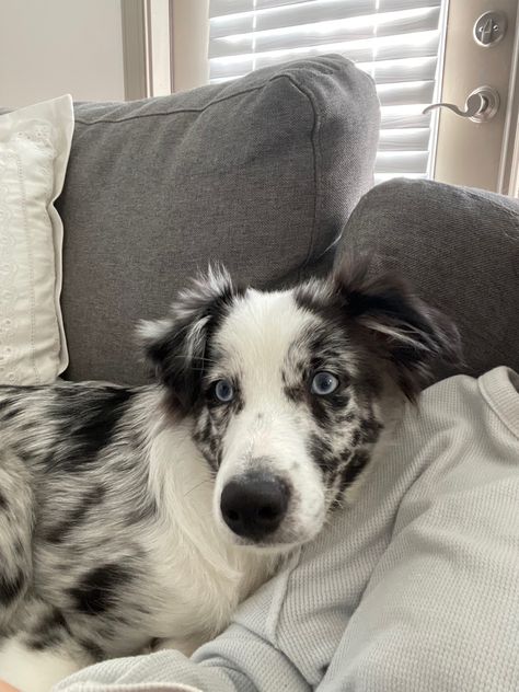 Mini Aussie Blue Merle, Aussie Shepherd Blue Merle, Blue Merle Border Collie Puppy, Australian Shepherd Black And White, Blue Australian Shepherd, Australian Shepherd Merle, Australian Shepherd Aesthetic, Blue Merle Border Collie, Blue Merle Australian Shepherd