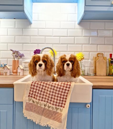 Don't say it's bath time ☺️☺️☺️☺️☺️ . . . . . . . . . #blenheim #blenheimcavalier #blenheimpuppy #blenheimcavalierkingcharlesspaniel #cavalier #cavaliersofinstagram #cavalierpuppy #cavaliercommunity #kingcharlescavalier #kingcharlespuppy #itscavthing #kingcharlesofinstagram #kingcharlesspaniel #cavalierblenheim #cavalierlove #ckcspaniel  #cavalierking #cavalierclub #cavlife💯🐶 #cavmom #kingcharlesblenheimspaniel #cavalierlife #kingcharlescavaliers #kingcharlesofinstagram #kingcharlesspanielsof... Cavalier King Spaniel, King Spaniel, Cavalier Dog, Cavachon Puppies, King Charles Puppy, Cavalier King Charles Dog, Cavalier Puppy, King Charles Dog, King Charles Cavalier Spaniel Puppy