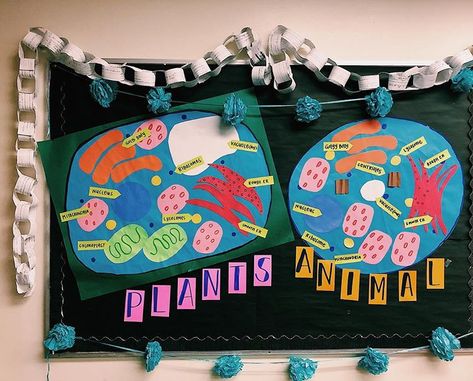 Bulletin boards that lead to student agency 👏🏻👏🏻👏🏻 We compared and contrasted Plant + Animal cells, plus made some analogies to help… Macromolecules Biology, Animal Cells, Science Cells, Plant And Animal Cells, Biology Classroom, Notice Boards, Animal Cell, Middle School Science, Environmental Science