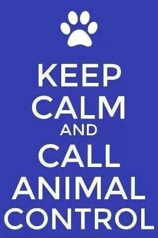 Animal Control Animal Control Officer, Animal Control, Animal Care, Work Life, Dog Stuff, Animal Shelter, Costume Ideas, Pet Care, Keep Calm