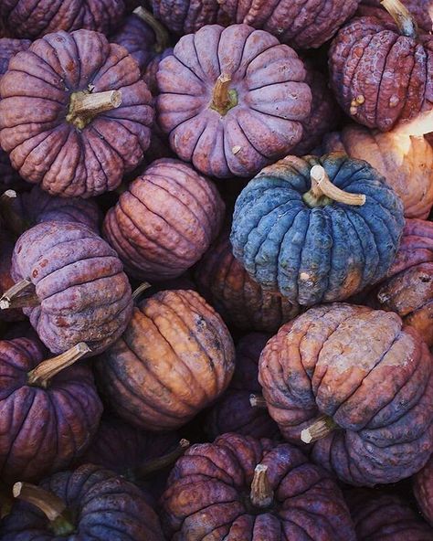 Purple Favorite Color, Fall Purple Aesthetic, Autumn Aesthetic Purple, Fall Aesthetic Purple, Warm Purple Aesthetic, Purple Autumn Aesthetic, Purple Fall Aesthetic, Purple Fall Decor, November Season