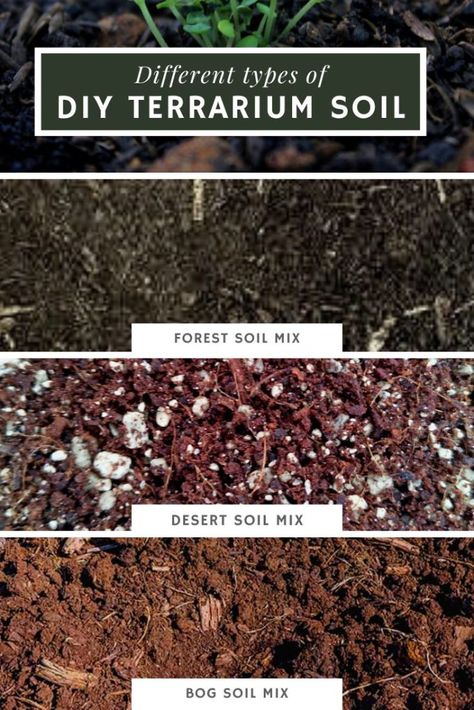 Terrarium Substrate & Soil: The Most Complete Guide Terrarium Soil Recipe, Terrarium Room, Terrarium Soil, Bioactive Terrarium, Terrarium Inspiration, Closed Terrarium Plants, Succulent Rock Garden, Closed Terrarium, Succulent Ideas