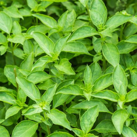 Thai Basil Plant, Basil Herb, Ocimum Basilicum, Growing Basil, Dried Basil, Growing Microgreens, Basil Seeds, Bulk Herbs, Basil Plant