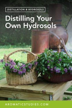 Distilling Your Own Hydrosols Botanical Book, Essential Oil Distiller, Essential Oils For Pain, Making Essential Oils, Oil Diffuser Recipes, Essential Oil Diffuser Recipes, Herbal Apothecary, Aromatic Plant, Diy Things