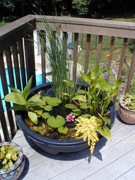 HGTV made this comprehensive guide to container water gardening. A pond in a pot requires little maintenance and is a great way for beginner's to grow their own green thumb. Container Pond, Tanaman Air, Watering Garden, Mini Pond, Taman Diy, Container Water Gardens, Patio Pond, Taman Air, Moving Art