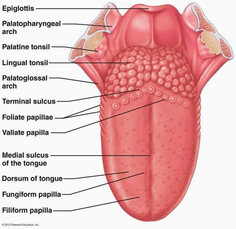 Human Tongue, Anatomy Head, Human Muscle Anatomy, Basic Anatomy, Dental Hygiene School, Dental Anatomy, Basic Anatomy And Physiology, Sistem Pencernaan, Tongue Health