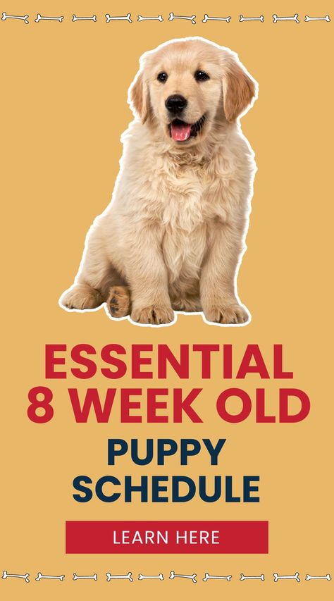 Wondering what to teach your 8-week-old puppy? This essential schedule covers everything from feeding to potty training. Get your pup on the right track from day one! Puppy Routine Schedule 8 Weeks, Best Way To Potty Train A Puppy, Puppy Training Checklist, Puppy Training Schedule By Age, Puppy Schedule 8 Week Old, Puppy Potty Training Schedule, New Puppy Training, Puppy Feeding Schedule, 8 Week Old Puppy