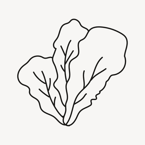 Salad Doodle, Lettuce Drawing, Lettuce Illustration, Doodle Line Art, Salad Lettuce, Dibujo Simple, Food Salad, Line Art Illustration, Lettuce Salad