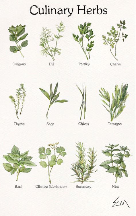 Botanical Illustration Vintage Herbs, Herbology Drawings, Herbs Botanical Illustration, Vintage Botanical Watercolor, Botanical Illustration Aesthetic, Scientific Plant Illustration, Herb Garden Illustration, Watercolor Plants Botanical Illustration, Herb Drawings Botanical Illustration