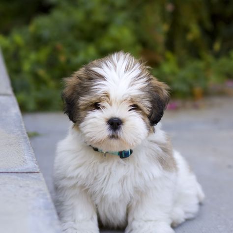 Lhasa Apso Puppy, Lhasa Apso Puppies, Maltipoo Puppies For Sale, Easiest Dogs To Train, Maltipoo Puppy, Havanese Puppies, Havanese Dogs, Yorkie Poo, Boxer Puppies