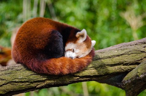 One of many great free stock photos on https://www.pexels.com/ Red Panda Sleeping, Pfp Red, Sleeping Panda, Cutest Animals On Earth, Save Wildlife, Red Pandas, Wildlife Photos, Wildlife Animals, Red Panda