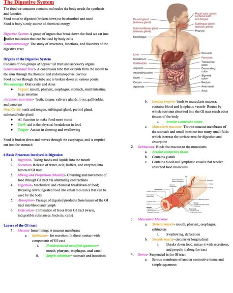 This file is a notes document for the unit on Digestive System from basic Anatomy and Physiology, a pre-requisite for nursing school This document covers the subjects of: -Organs of the digestive system -The digestion process -Anatomy of each digestive organ and function -Mechanical and chemical digestion in each organ -Gut Microbiome Note- this is a DIGITAL DOWNLOAD. It can be downloaded directly to your device immediately after purchasing. No item will be physically sent to you in the mail Digestive System Nursing Notes, Digestive System Anatomy And Physiology, Biology Digestive System Notes, Digestive System Histology, Organ Systems Notes, Human Digestive System Notes, Digestive System Notes Aesthetic, Anatomy And Physiology Study Printables, Digestive System Notes