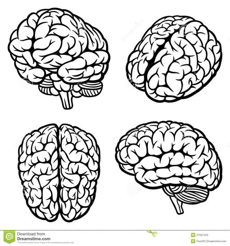 Image result for brain angle view Brain Vector, Brain Drawing, Brain Tattoo, Brain Illustration, Brain Art, Graffiti Characters, Human Brain, Anatomy Art, Big Bang