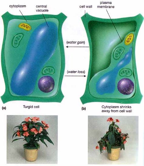 Turgor Pressure: pushes the plasma membrane against the cell wall of plant, bacteria and fungi cells; this pressure or turgidity is caused by the osmotic flow of water from area of low solute concentration outside of the cell into the cell's vacuole, which has a higher solute concentration; healthy plant cells are turgid & plants rely on this to maintain rigidity; not observed in animal cells (no cell walls); flaccid: reduced pressure Vacuole Plant Cell, Turgor Pressure, High School Biology Classroom, Teaching Cells, Biology Aesthetic, Cell Transport, Animal Cells, Science Cells, Plant Cells