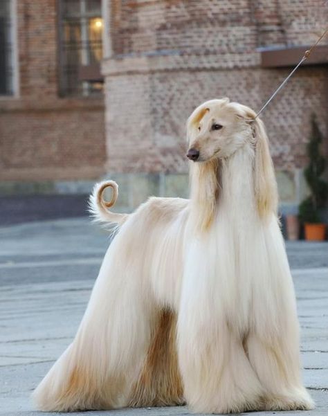 15 Interesting Hairstyles For Afghan Hounds Hound Dog Breeds, Afghan Hounds, Regnul Animal, Photo Animaliere, Ikan Koi, Monthly Box, Afghan Hound, Animale Rare, High Maintenance