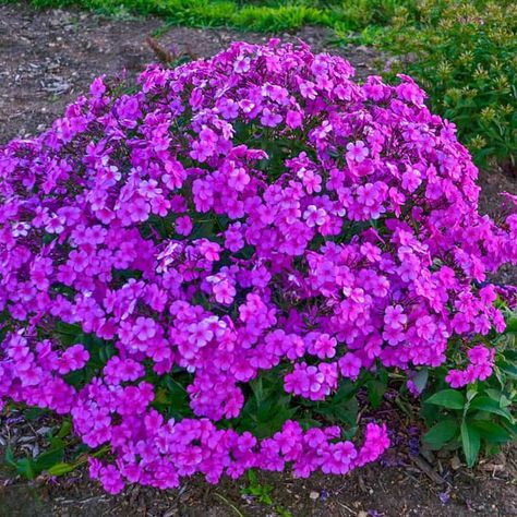 Perennials for Sale - Perennial Plants | Spring Hill Nurseries – Spring Hill Nursery Ninebark Shrub, Hibiscus Shrub, Phlox Plant, Floribunda Roses, Spring Hill Nursery, Redbud Tree, Clematis Vine, Sun Perennials, Garden Arches