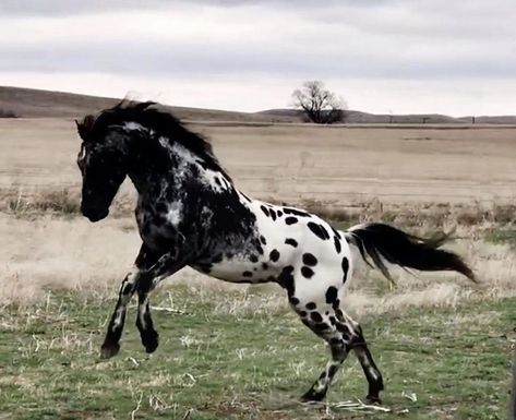 Pjo Dr, Horse Beautiful, Rare Horses, Cute Horse Pictures, Horse Inspiration, Appaloosa Horse, Horse Aesthetic, Most Beautiful Horses, Appaloosa Horses