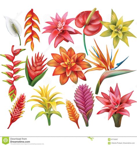 Tropical Flowers Illustration, Tropical Flower Tattoos, Art Plants, Jungle Flowers, Tropical Illustration, Tropical Painting, Tiki Art, Illustration Noel, Plant Drawing