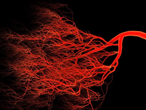 Heart Veins, Guernsey Sweater, Heart Organ, Spinal Fluid, Human Tissue, Normal Blood Pressure, Biomedical Engineering, Ashley Black, Memory Problems