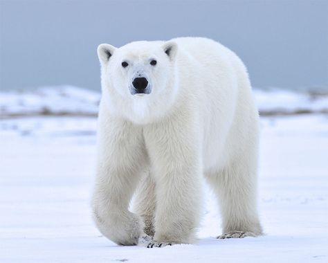 "I'll see you in your dreams." Ian Johnson photo. Polar Bear Photo, Polar Bear Pictures, Andean Bear, Polar Bear Paw, Polar Bear Facts, Photo Ours, Ice Beer, Bear Photo, Polar Bear Art