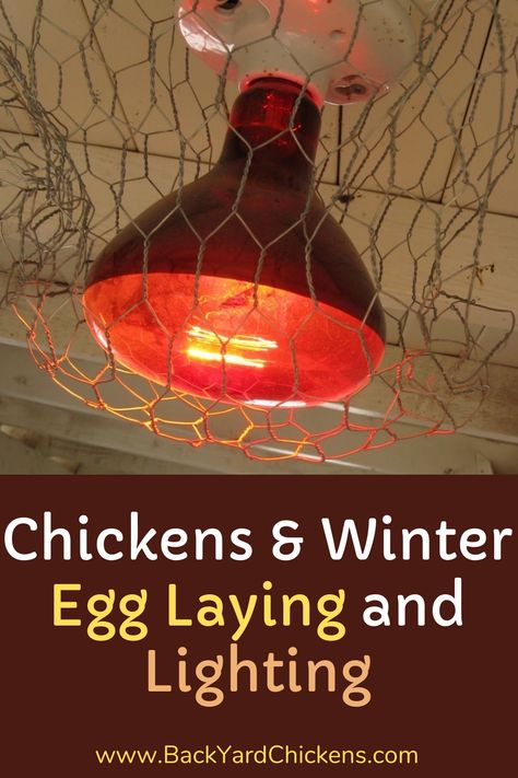 It’s a question commonly asked among chicken owners; especially around this time of year. Why aren’t my chickens laying? Do they need light in the winter? It’s common for people to give their chickens light in the winter, or even all year round. Some chicken-owners aren’t so sure. Here’s a look at both sides to help you make a decision. Chicken Coop Lighting, Chickens Winter, Chicken Coop Winter, Chicken Rearing, Chicken Raising, Farm Chickens, Chicken Flock, Chicken Items, Chickens In The Winter