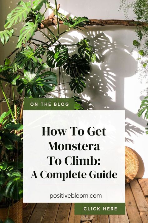 How To Get Monstera To Climb: A Complete Guide Pinterest Repotting Monstera, Monstera Plants, Peperomia Plant, Alocasia Plant, Lucky Plant, Calathea Plant, Zz Plant, Prayer Plant, Pothos Plant