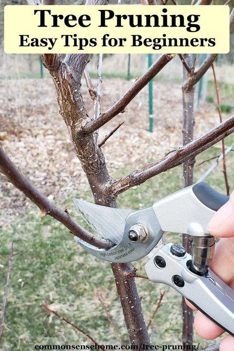 Pruning Trees How To, Utah Garden, Wall Gardening, Apple Tree Care, Pruning Apple Trees, Pruning Trees, Pruning Plants, Homestead Gardening, Prune Fruit