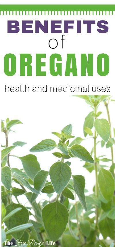 Oregano is more than just a culinary herb. It is a powerful medicinal plant with many health benefits. Do you know the all the uses and benefits of oregano? Benefits Of Oregano, Oregano Oil Benefits, Tomato Nutrition, Lemon Benefits, Coconut Health Benefits, Oregano Oil, Natural Antibiotics, Benefits Of Coconut Oil, Culinary Herbs