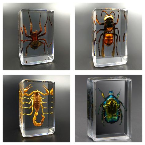 Insect Specimen, Transparent Resin, Resin Ideas, Ocean Wallpaper, Resin Charms, Wasp, Skull And Bones, Birthday Gift Ideas, Resin Diy