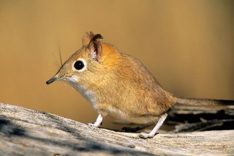 Elephant Shrew, Spider Species, Leopard Tortoise, Small Mammals, Spiders Scary, Earthworms, Cutest Animals, Rare Animals, African Wildlife