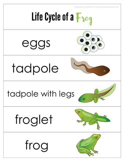 Frog Life Cycle Printables Life Cycle Of A Frog Printable, Frog Eggs Life Cycles, Life Circle Of Frog, Free Frog Life Cycle Printable, The Life Cycle Of A Frog, Life Cycle Of A Frog Craft, Animal Life Cycle Projects, Butterfly Life Cycle Printable, Tadpole Life Cycle