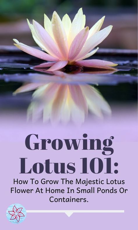 Lotus House Plant, Diy Lotus Pond, Bonsai Lotus Flower, Lotus Bowl Garden, Bowl Lotus Plant, Lotus Flower Plant Indoor, Lotus Garden Ideas, Growing Lotus From Seed, Growing Lotus Indoors