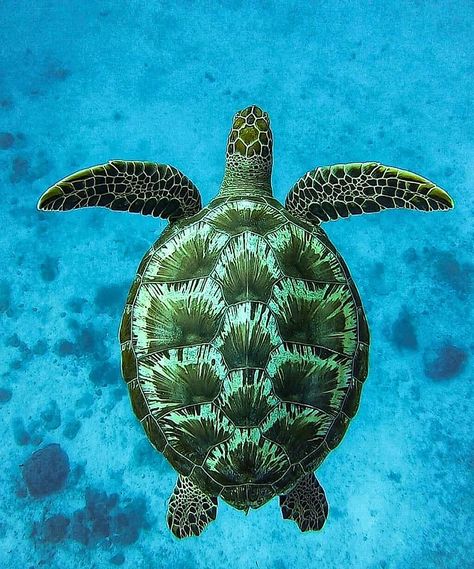 Sea Animal Photography, Sea Turtles Photography, Sea Turtle Pictures, Turtle Wallpaper, Sea Turtle Painting, Turtle Images, Baby Sea Turtles, Turtle Drawing, Sea Turtle Art