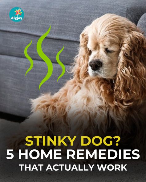 Is your dog smelly? Here are 5 home remedies for stinky dogs! They are safe and effective in getting rid of dog odor. Dog Smell Out Of Carpet, Dog Odor Spray, Smelly Dog, Stinky Dog, Make Dog Food, Flea Shampoo, Diy Plaster, Dog Smells, Dog Odor