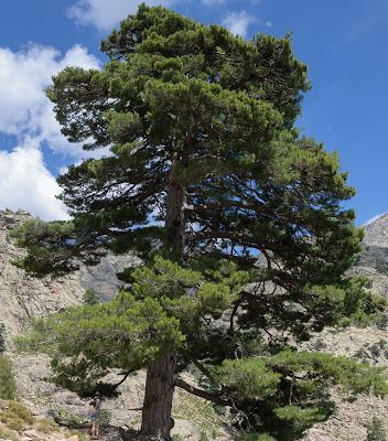 Trees Planet: Pinus nigra maritima – Corsican Pine Black Pine Tree, 숲 사진, Tree Seedlings, Black Pine, Wildlife Gardening, Tree Photography, Evergreen Trees, Landscape Decor, Tree Hugger