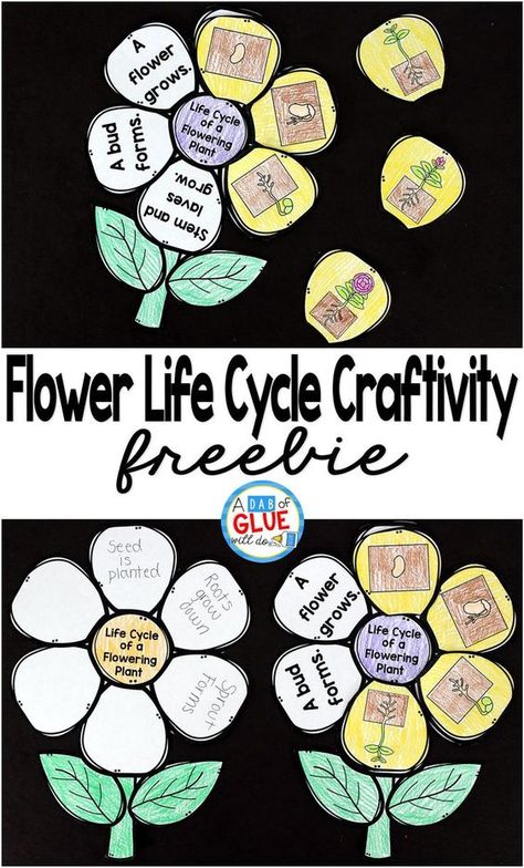 Flowering Plant Life Cycle Craftivity is the perfect addition to your science lesson plans this spring. This free printable is perfect for preschool, kindergarten, first grade, and second grade students. Plants First Grade, Plant Life Cycle Kindergarten, Flower Life Cycle Craft, Plant Life Cycle Craft, Plants Life Cycle Activities, Life Cycles Kindergarten, Plant Life Cycle Worksheet, Life Science Classroom, Life Science Projects