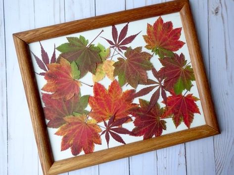 The beautiful colors of fall can be fleeting. But you can preserve them a little longer by pressing autumn leaves, and turning them into artwork. This is a cheap and easy way to decorate your home for fall!Be sure to check out some of my other favorite, inexpensive craft and decor projects over at Single Girl's DIY. How To Display Fall Leaves, Framing Leaves Diy, Dried Fall Leaves Art, Leaf Preservation Art, Pressed Fall Leaves Framed, Fall Modge Podge Crafts, Pressing Fall Leaves, Decorating With Leaves, Pressed Fall Leaves