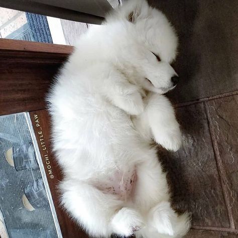 SAMOYEDS | Cute Doggy Pics on Instagram: “Sleeping cutie🤗🤗 Follow 👉@samoyed.capital Credits: @mochi_little_paw” Samoyed Dog, Spitz Dogs, Samoyed Puppy, Very Cute Puppies, Samoyed Dogs, Therapy Animals, Very Cute Dogs, Bear Dog, Girl And Dog