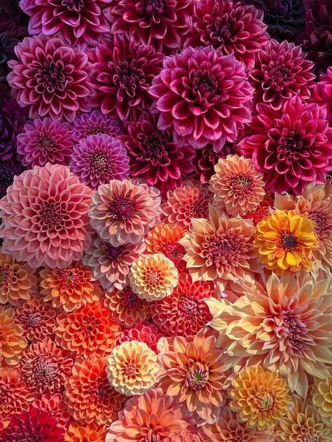 Dahlia Mexico, Chrysanthemum Colors, Mexican Dahlia, Dahlias Aesthetic, Dalias Flowers, Dahlia Flower Aesthetic, Dahlia Colors, Dahlia Aesthetic, Fall Dahlias