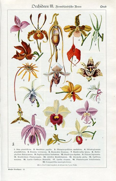 Small Dragon Tattoos, Scientific Poster, Botanical Sketchbook, Types Of Orchids, Botanical Illustration Vintage, Nature Posters, Botanical Poster, Beautiful Orchids, Botanical Drawings