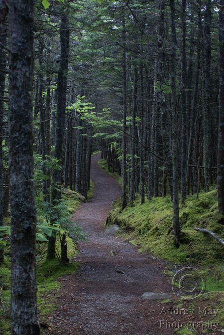 The Beauty of Maine by Audrey May Photography Maine Forest, Maine Trip, Camden Maine, Dark Forest Aesthetic, Forest Aesthetic, Maine Vacation, Maine Usa, Magic Forest, Happy Trails